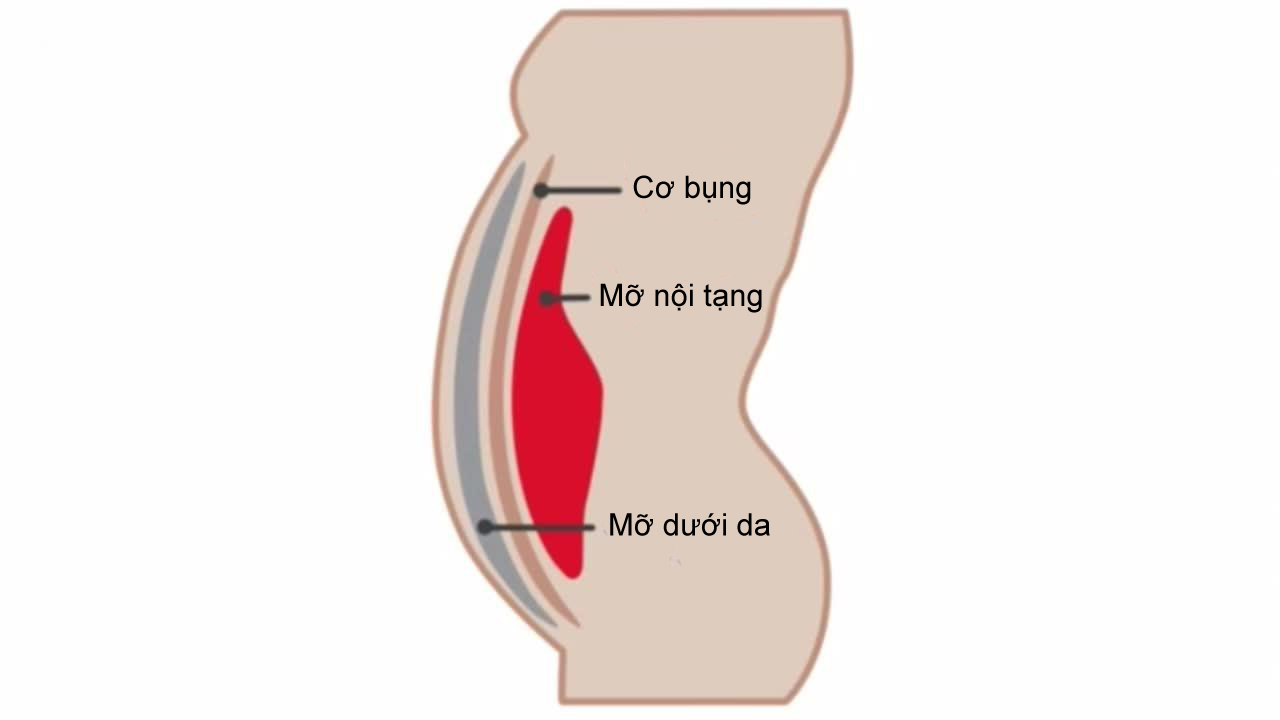 Cấu tạo của vùng bụng và cơ thể tích lũy mỡ thừa ở bụng